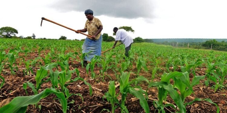 Grow other crops, Kasama farmers counselled