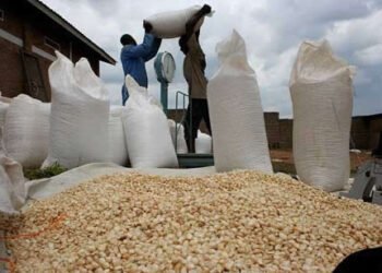 WE CAN’T WAIT – Desperate farmers ‘give away’ maize at K3