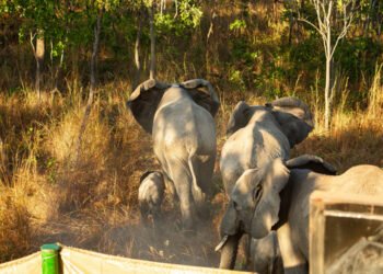 When conservation becomes a threat to human life