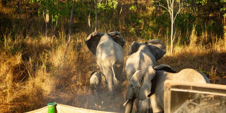 When conservation becomes a threat to human life