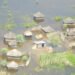 Western Province floods wreak havoc