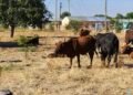 Stock theft surges in Central Province