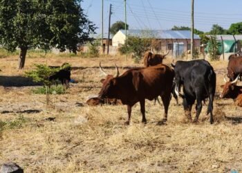 Stock theft surges in Central Province