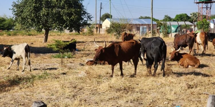 Stock theft surges in Central Province