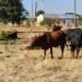 Stock theft surges in Central Province