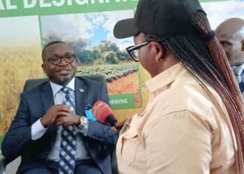 Zambia, Katanga cement ties on forests, climate